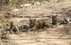 tigers-